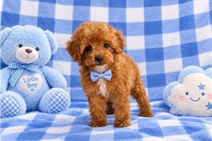 Jameson - Poodle, Miniature for sale