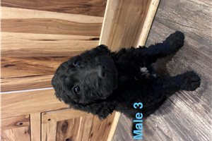 Bentley - Labradoodle for sale