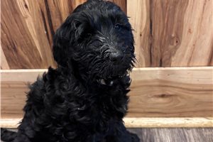 Betty - Labradoodle for sale