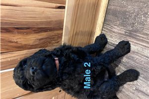 Barry - Labradoodle for sale
