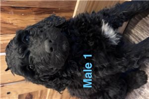 Marvin - Labradoodle for sale