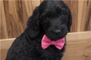 Suzy - Labradoodle for sale