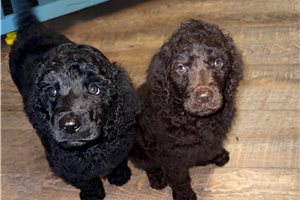 Prince - Poodle, Standard for sale