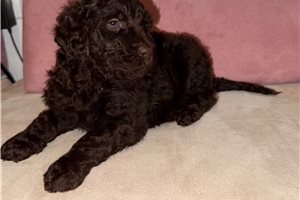 Tilly - Poodle, Standard for sale