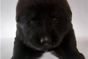 Raba - puppy for sale