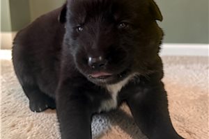 Brecher - puppy for sale