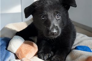 Brut - German Shepherd for sale