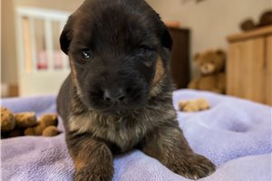 Viola - German Shepherd for sale