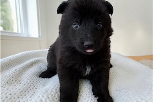 Lektra - German Shepherd for sale