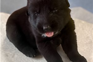 Keyva - German Shepherd for sale