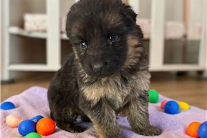 Viola - German Shepherd for sale