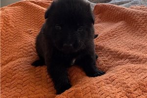 Lektra - German Shepherd for sale