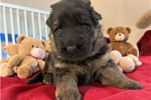 Cheech - puppy for sale