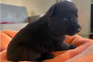 Schlone - German Shepherd for sale