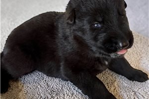 Brut - puppy for sale