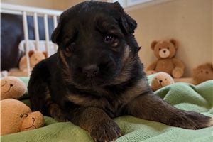 Posey - German Shepherd for sale
