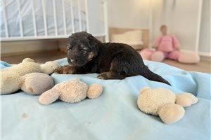 Asia - puppy for sale
