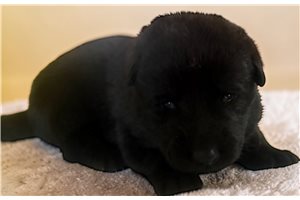 Schlone - puppy for sale