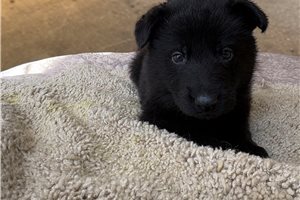 Keyva - German Shepherd for sale