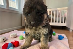 Patricia - German Shepherd for sale