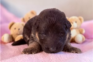Patricia - puppy for sale