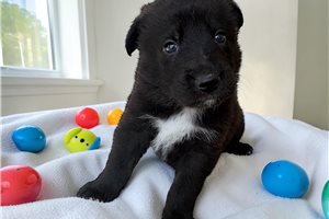 Brecher - German Shepherd for sale