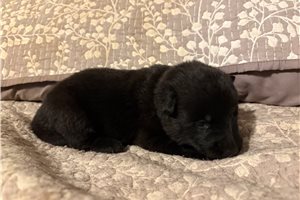 Lektra - puppy for sale