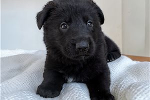 Brut - German Shepherd for sale