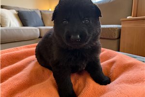 Keyva - German Shepherd for sale
