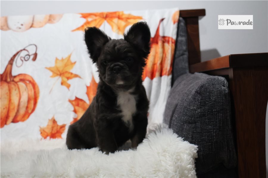 Jyro, male French Bulldog puppy for sale