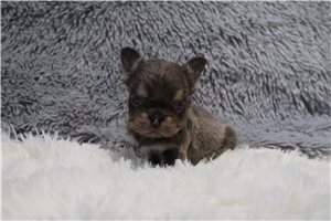 Laurel - French Bulldog for sale