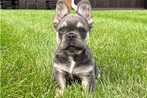 Leni - French Bulldog for sale