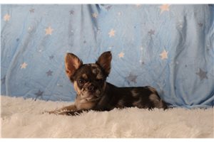 Henley - French Bulldog for sale
