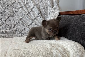 Leila - French Bulldog for sale