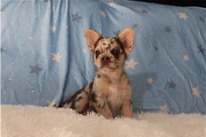 Helda - French Bulldog for sale
