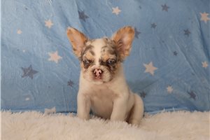 Henna - French Bulldog for sale
