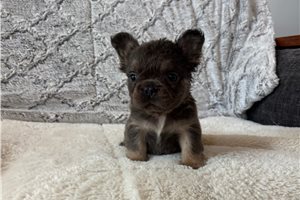 Leni - French Bulldog for sale