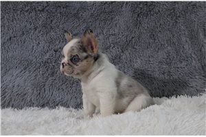 Helen - puppy for sale
