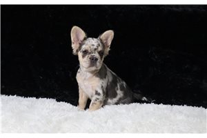 Helda - French Bulldog for sale
