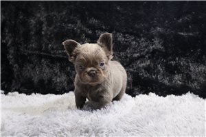 Layla - French Bulldog for sale