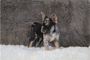 Henley - French Bulldog for sale