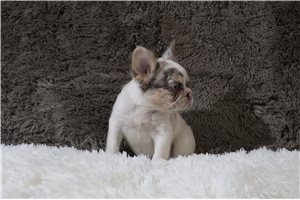 Henna - French Bulldog for sale
