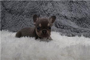 Lazarus - puppy for sale