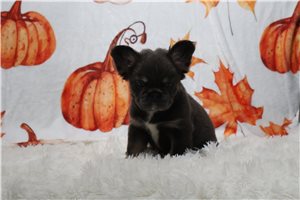 Julep - French Bulldog for sale
