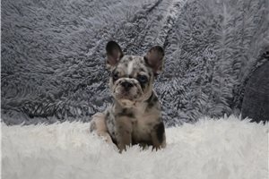 Joshua - puppy for sale