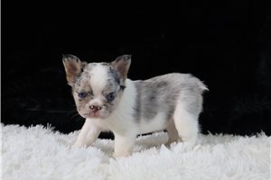Helen - French Bulldog for sale