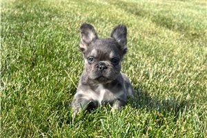 Leni - French Bulldog for sale