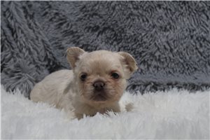 Leela - puppy for sale