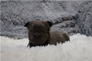 Layla - puppy for sale