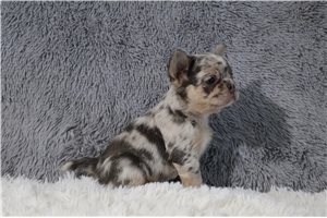 Helda - puppy for sale